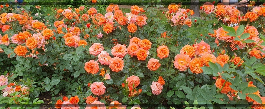 Westerland róże parkowe